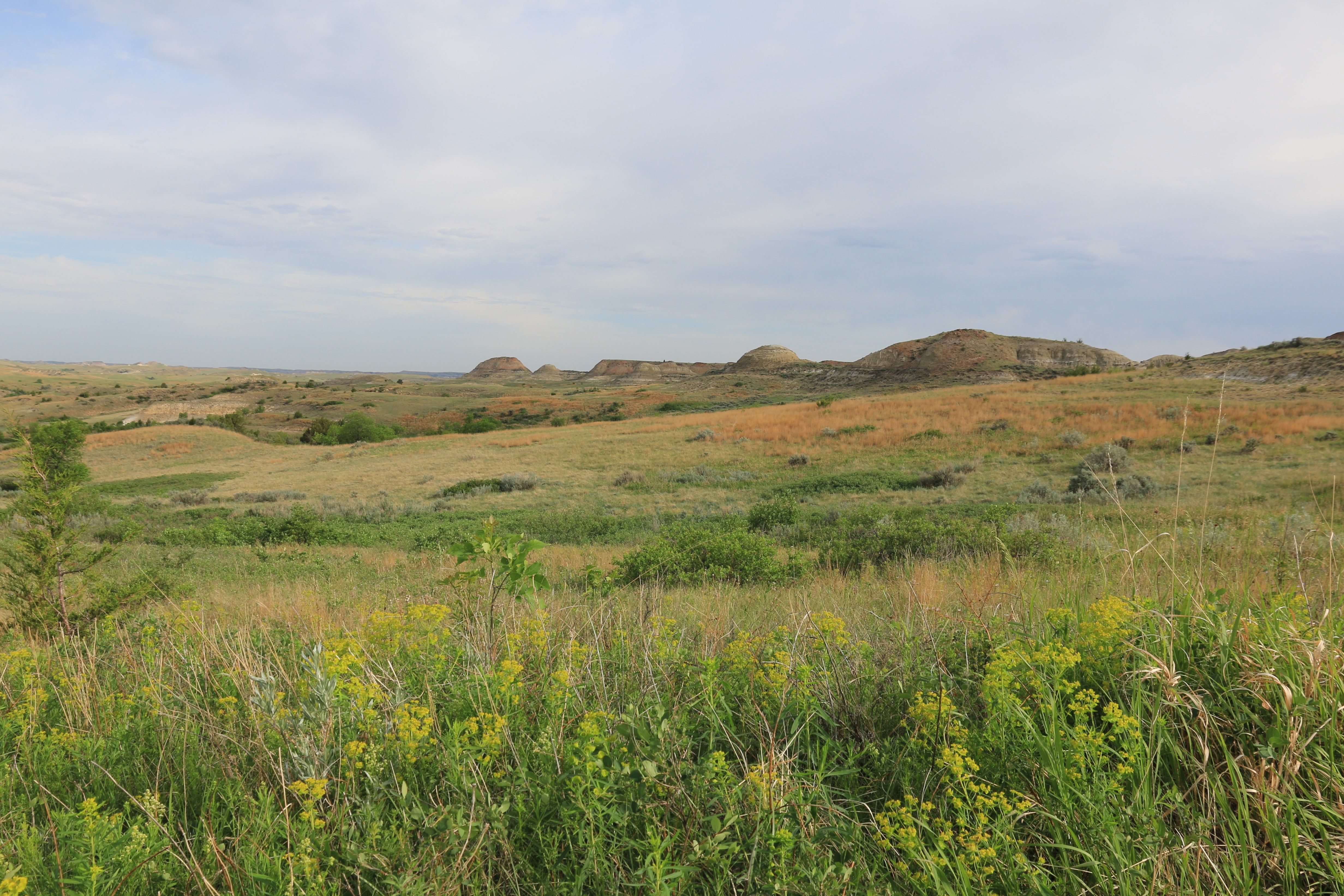Theodore Roosevelt NP